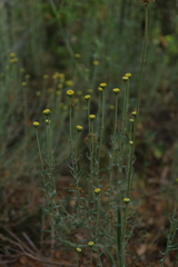 Santolina ericoides
