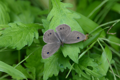 Ypthima argus
