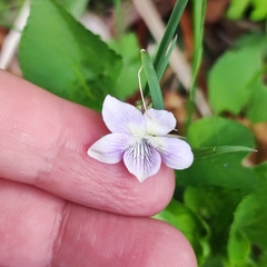 Viola acuminata