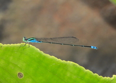 Pseudagrion indicum