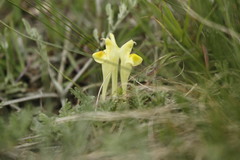Scutellaria orientalis