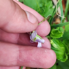 Viola acuminata