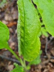 Cnephasia incertana