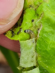 Cnephasia incertana