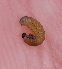 Cnephasia incertana