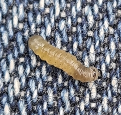 Cnephasia incertana