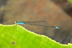 Pseudagrion indicum