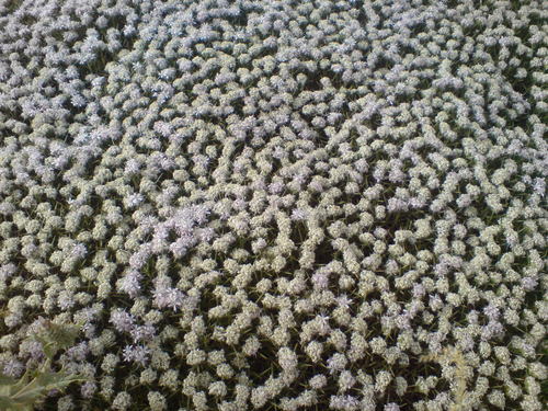 Acanthophyllum glandulosum (Acanthophyllum glandulosum)