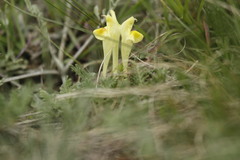 Scutellaria orientalis