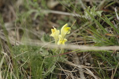 Scutellaria orientalis