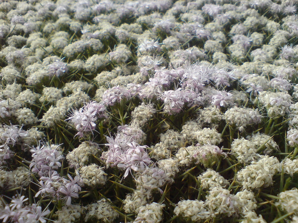 Acanthophyllum glandulosum (Acanthophyllum glandulosum)