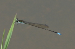 Pseudagrion indicum