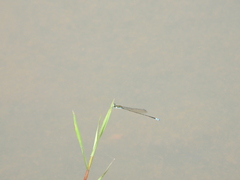 Pseudagrion indicum