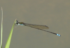 Pseudagrion indicum