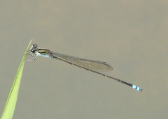 Pseudagrion indicum