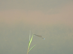 Pseudagrion indicum