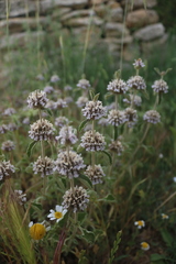 Marrubium supinum