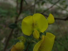 Crotalaria micans