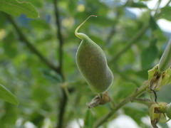 Crotalaria micans