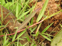 Agriocnemis pieris