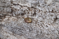 Austrorhytida capillacea