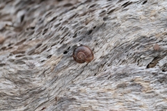 Austrorhytida capillacea