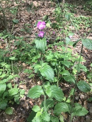 Silene dioica