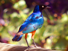 Lamprotornis superbus