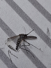 Aedes vigilax