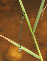Pseudagrion indicum