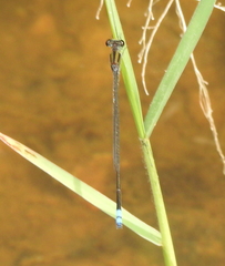 Pseudagrion indicum