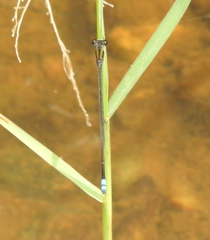 Pseudagrion indicum