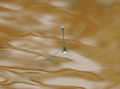 Pseudagrion indicum