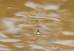 Pseudagrion indicum