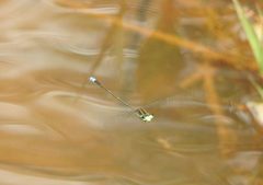 Pseudagrion indicum