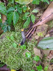 Exsula dentatrix albomaculata