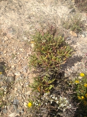 Limonium cossonianum