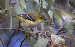 Pardalotus quadragintus