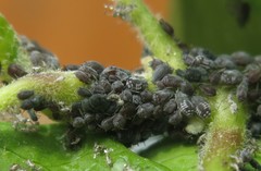 Aphis hederae