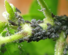 Aphis hederae