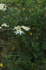 Thalictrum tuberosum