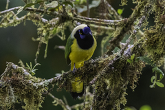 Cyanocorax yncas yncas