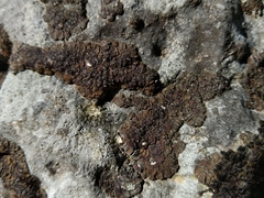 Acarospora glaucocarpa