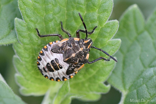 Sunflower Seed Bug
