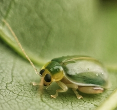Hemipyxis semiviridis