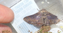 Pericyma mendax