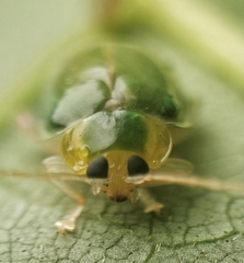 Hemipyxis semiviridis