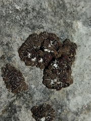 Acarospora glaucocarpa