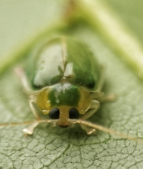 Hemipyxis semiviridis