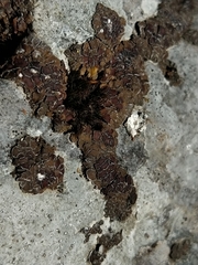 Acarospora glaucocarpa